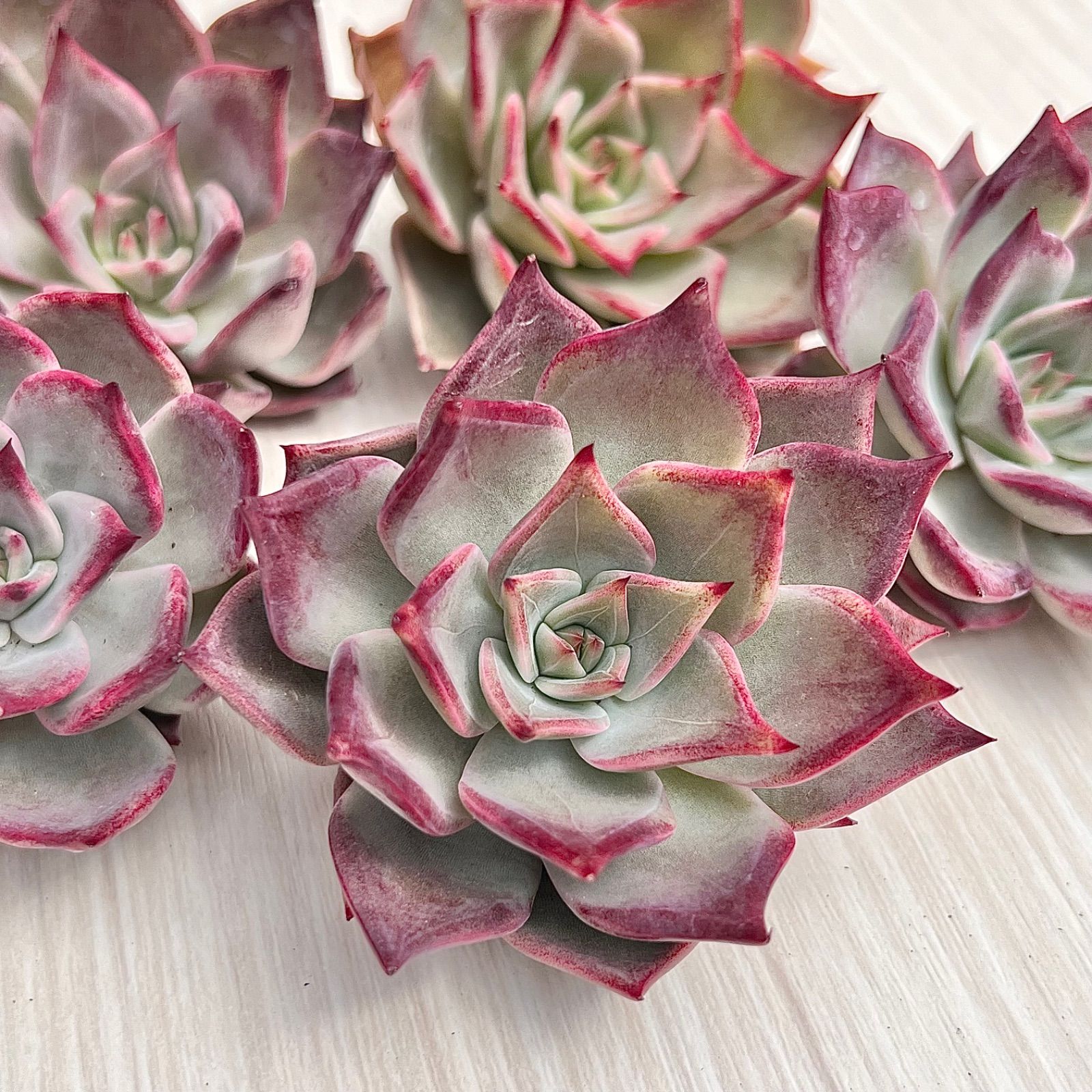 上質✨多肉植物 ピンクモリー 厳選苗 韓国苗 - メルカリ