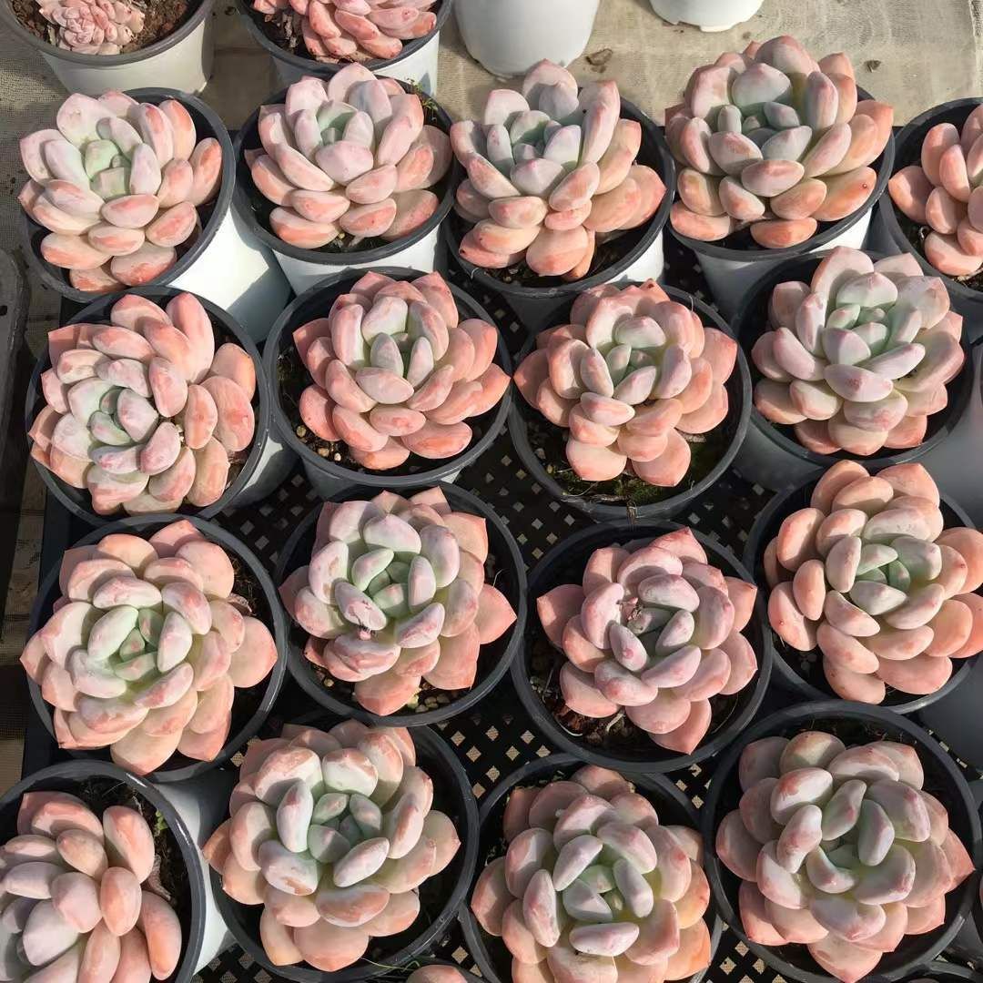 SKL1244×18鉢 抜き苗 多肉植物 エケベリア サボテン 韓国苗 新