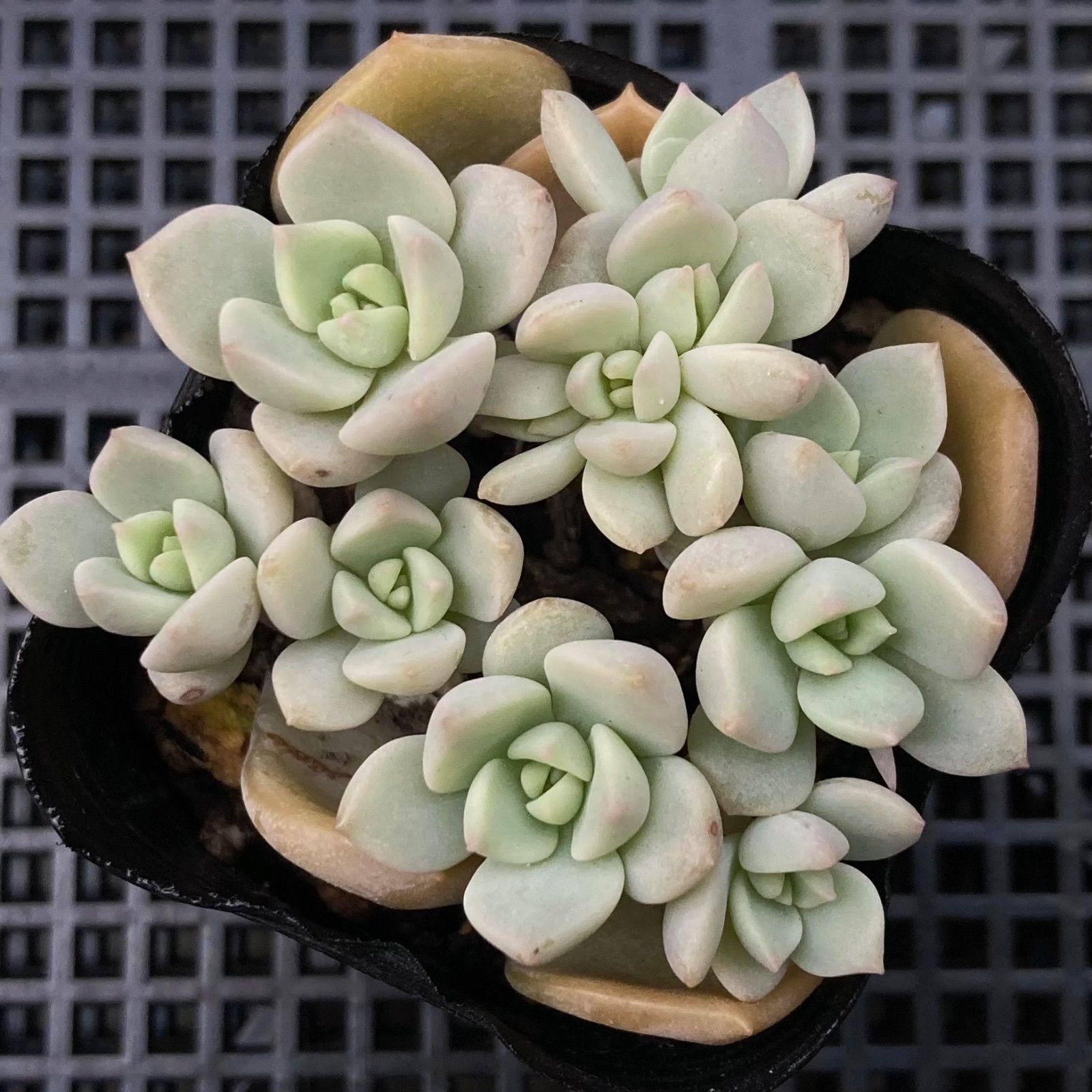 【高価値】 多肉植物 白牡丹 葉挿し苗 - メルカリ その他多肉植物