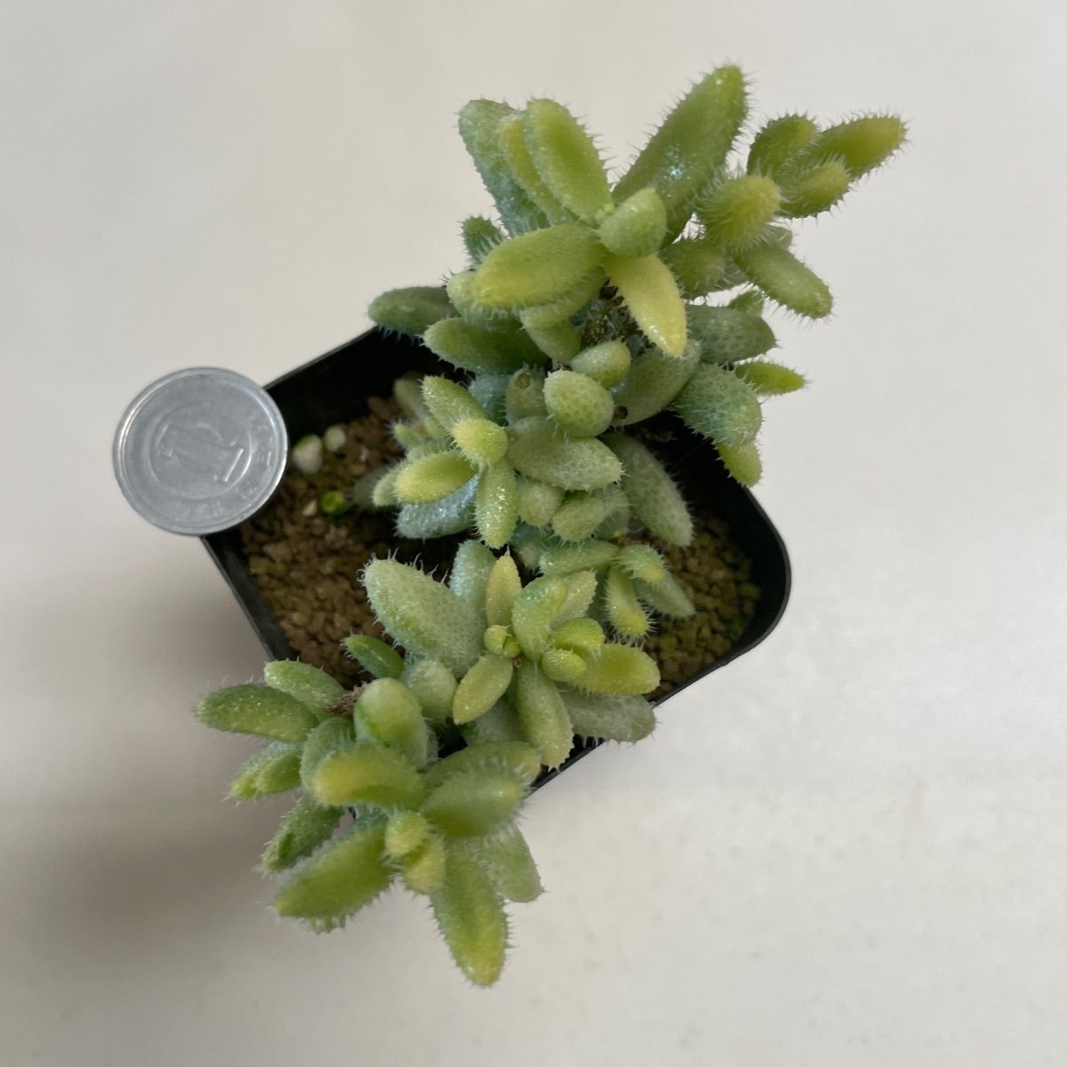 多肉植物　　レア❁︎ロンギシマ錦　発根済 多肉植物レア❁︎ロンギシマ錦発根済