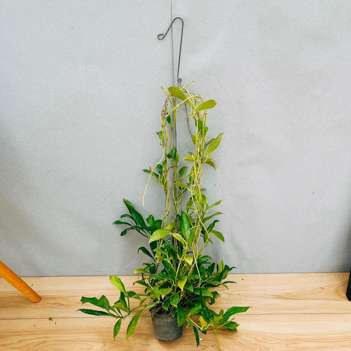 現品］【希少】95番 ホヤ ロザリオオレンジ 観葉植物 吊り下げ
