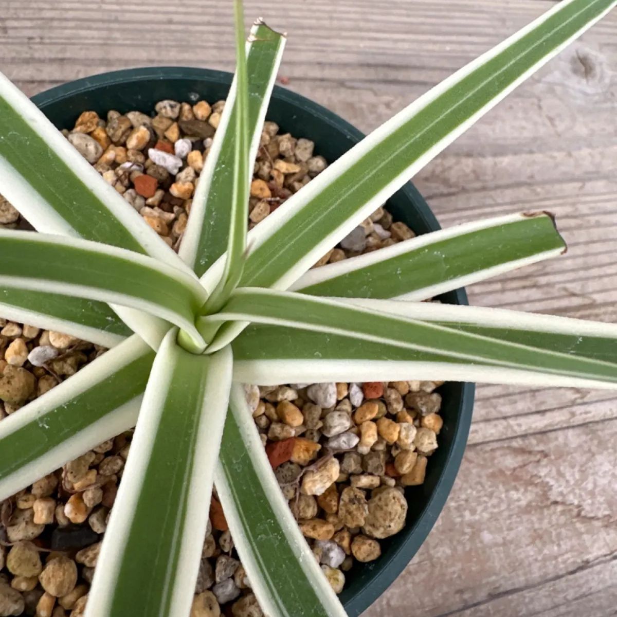 アガベ ブラクテオーサ モンテレイ フロスト① アガヴェ 竜舌蘭