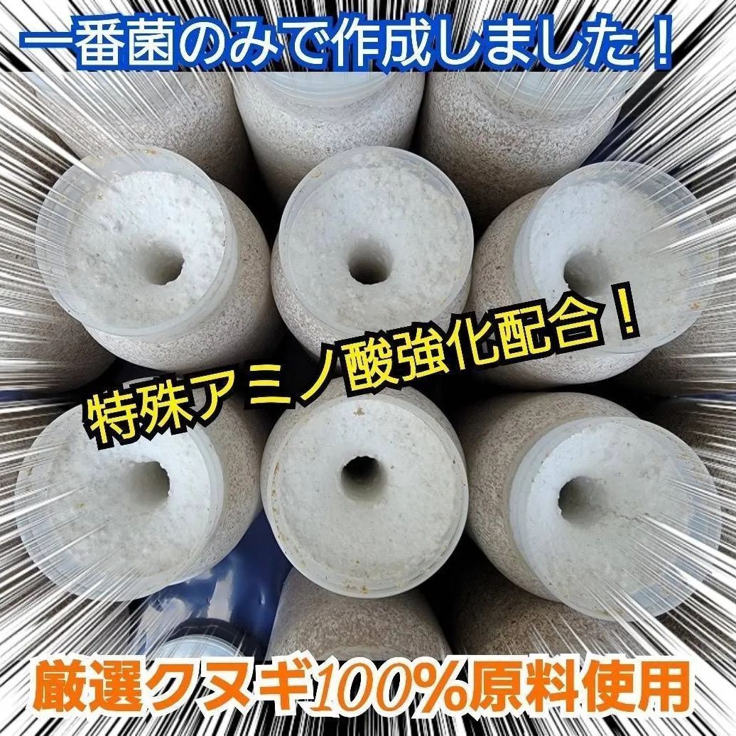 極上！カワラ菌糸瓶【8本】タランドゥス・オウゴンオニクワガタ