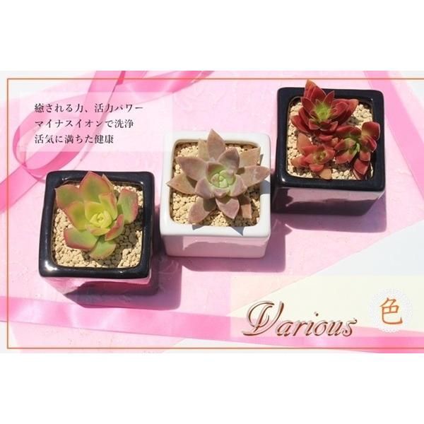 新品☆ダンスウィズドラゴン ストレッチ レインウェア☆男☆黒☆上XL