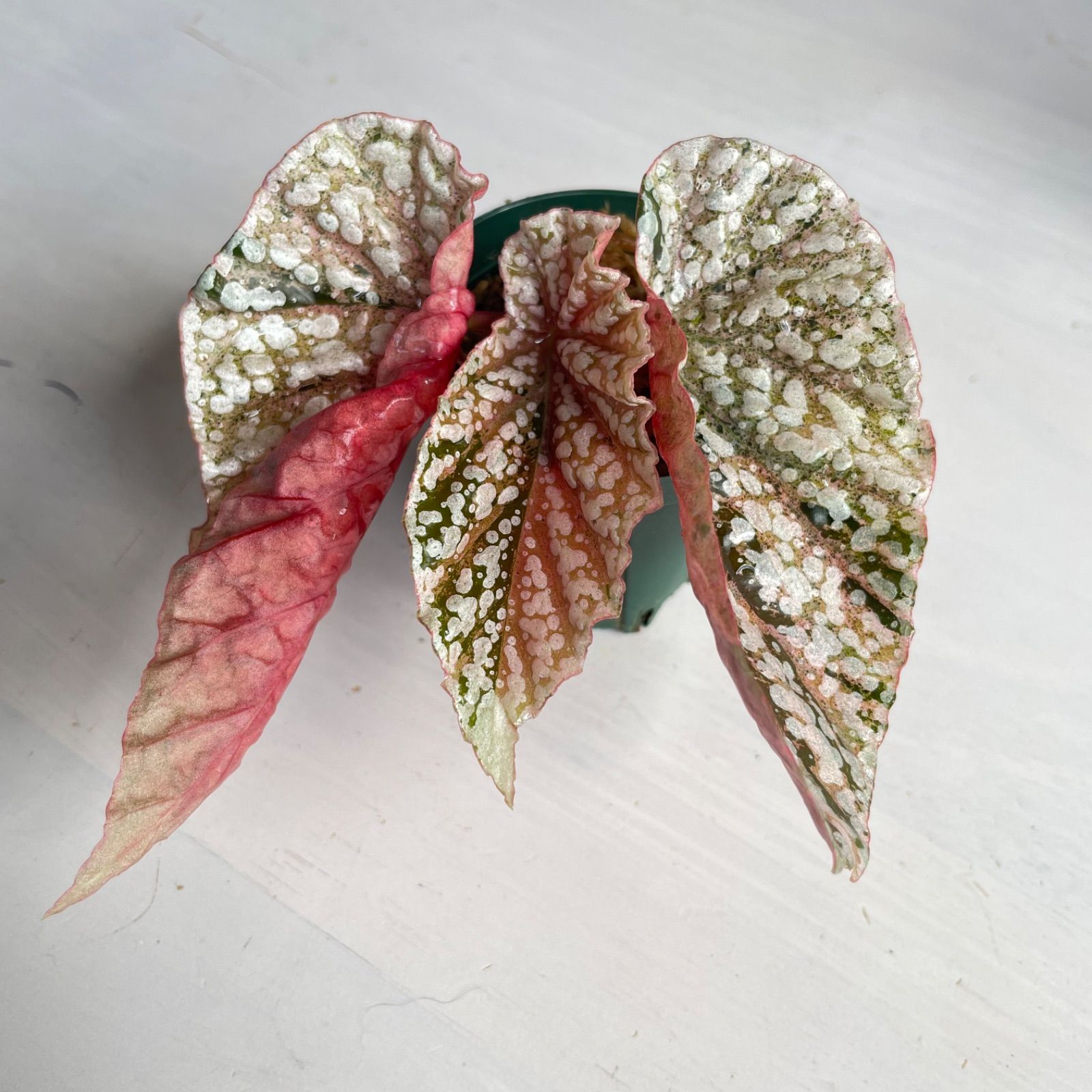 c*o様 4 ベゴニアスノーキャップド斑入り