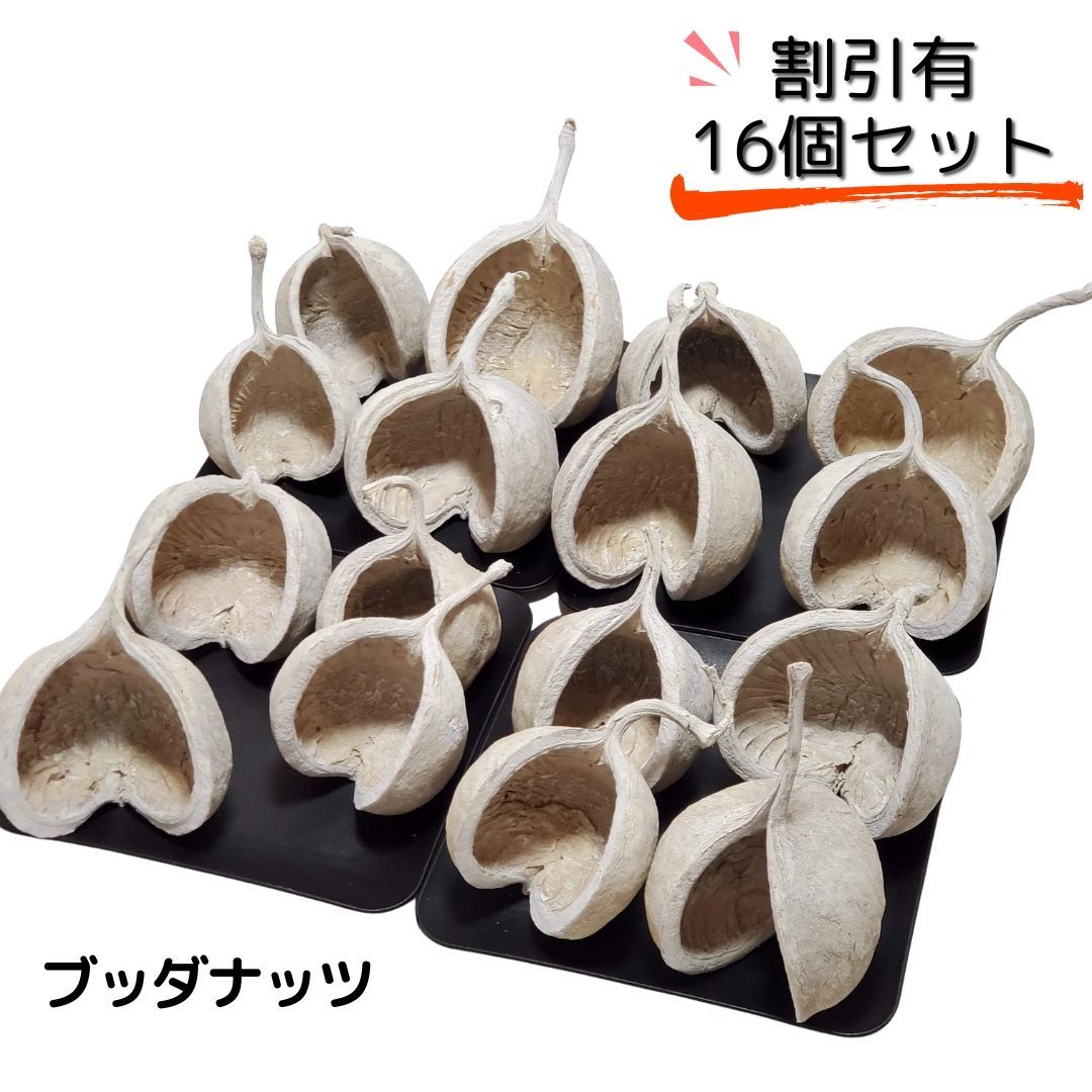 ブッダナッツ 割引有 16個セット L ウォッシュホワイト 大地農園 ハンドメイド花材 花材 クリスマス ウエルカムスペース ウェディング 贈り物 プレゼント 飾り物 インテリア花材
