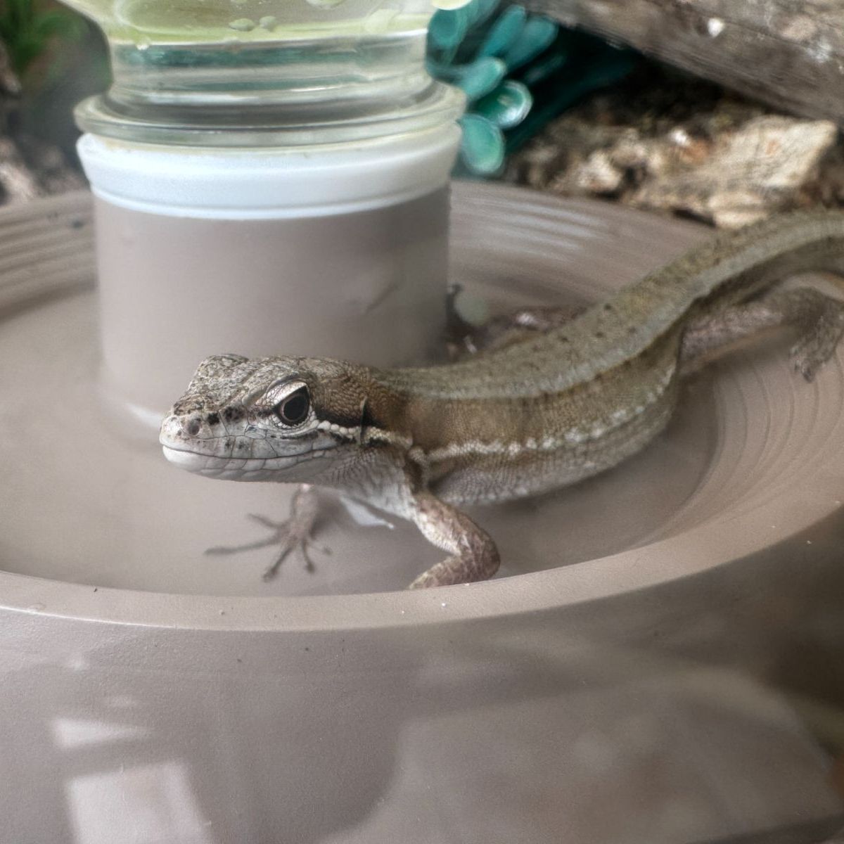 ②-1貝標本ヤエバイトカケ（蓋付） ①-1貝標本ヤエバイトカケ（蓋付：胴太型）