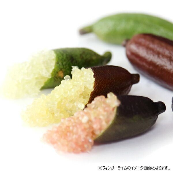国産冷凍フィンガーライム 50g 山形県産 - メルカリ