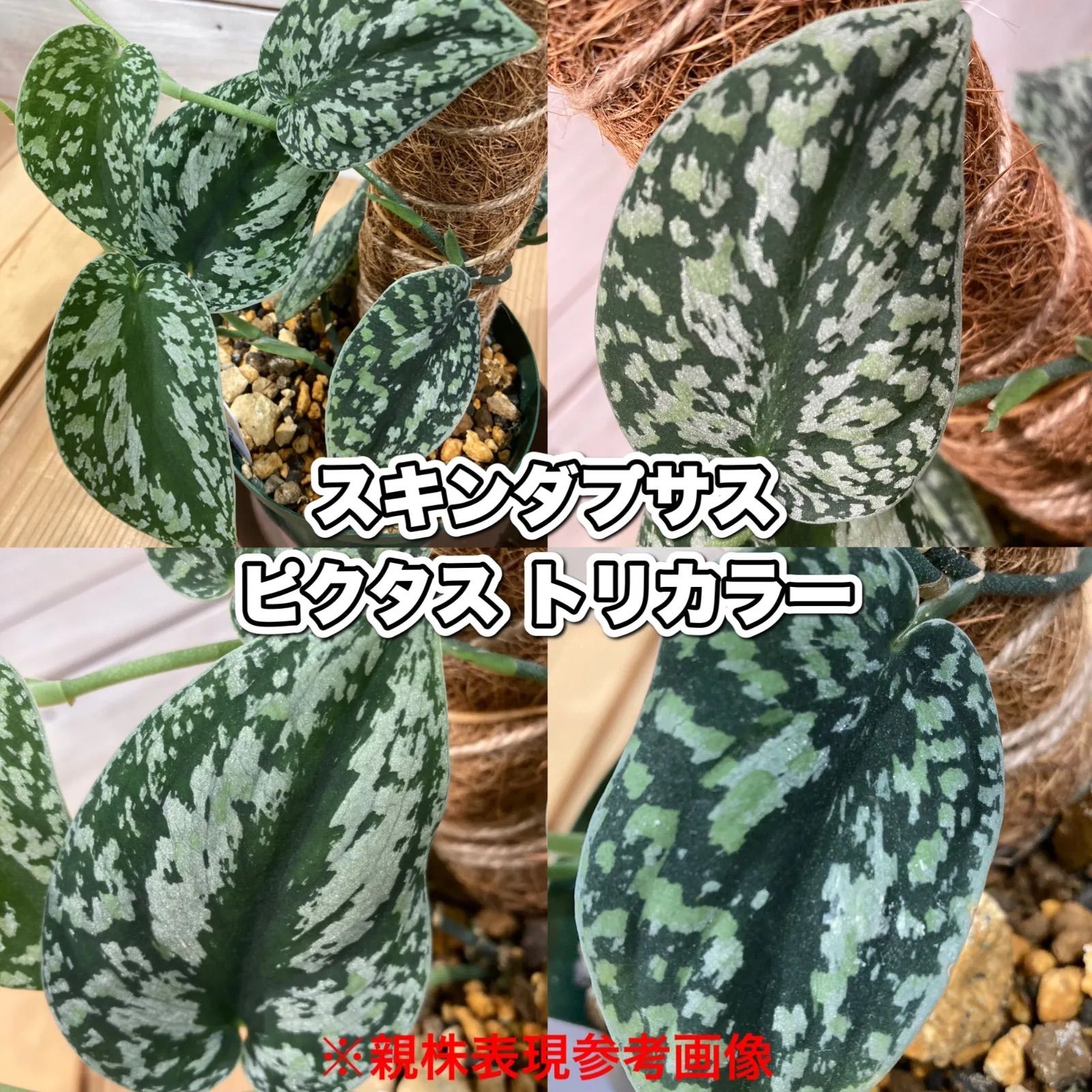 極美株】スキンダプサス トリカラー Scindapsus tricolor - 植物/観葉植物