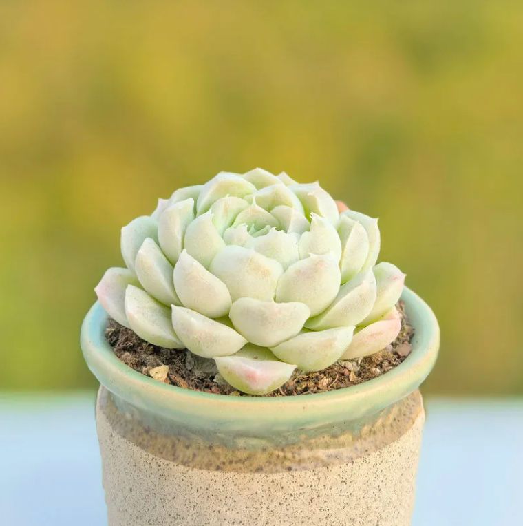 超人気】1株 抜き苗セット 白月影 多肉植物 第四種郵便で発送