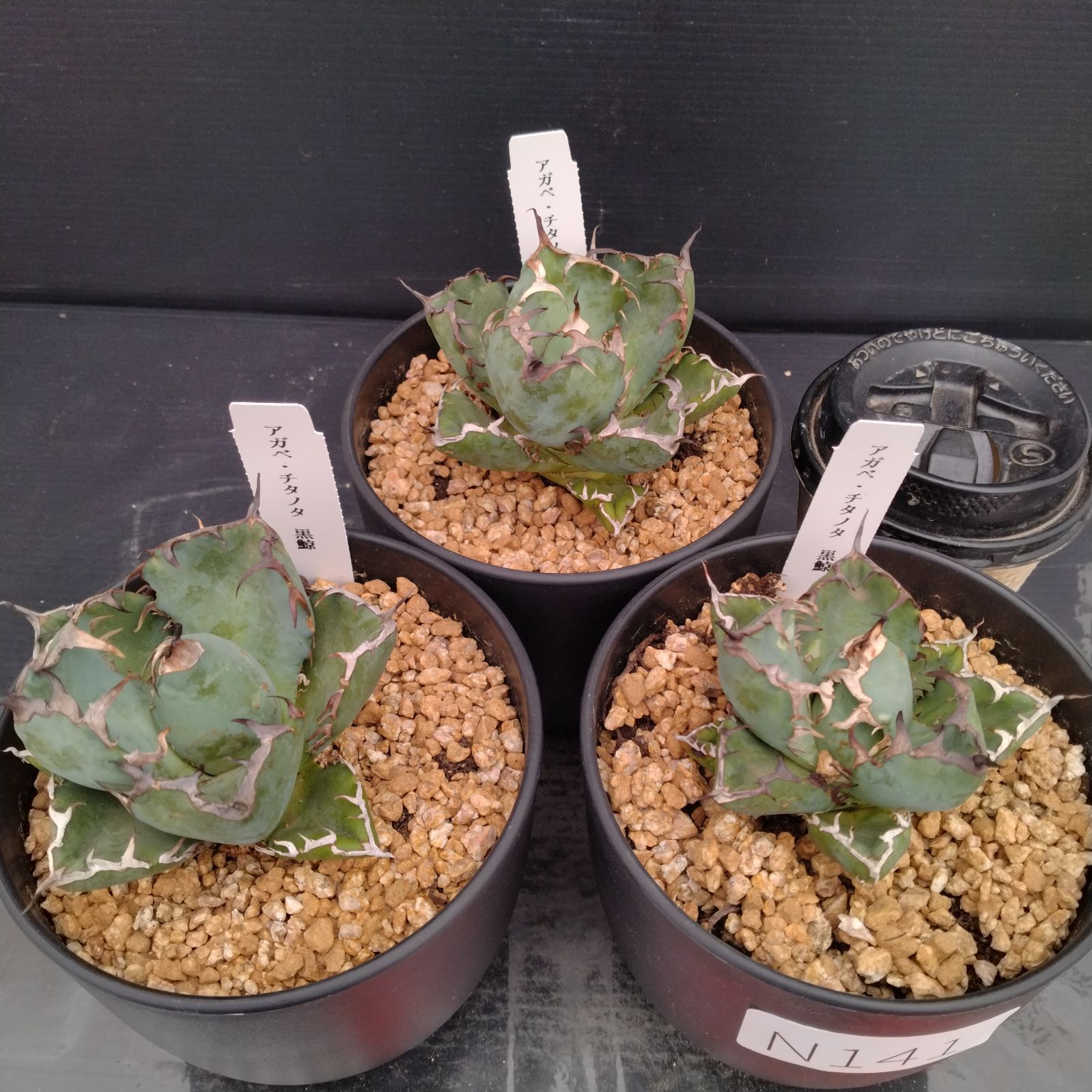 N141【新入荷！】アガベチタノタ 黒鯨 3株セット（鉢植え