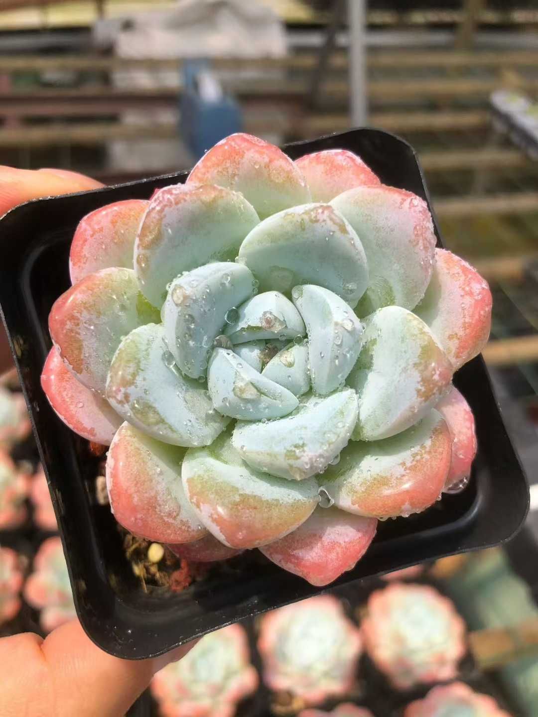 多肉植物　韓国苗　アイスグリーン　大きめ　抜き苗 多肉植物 韓国苗 アイスグリーン 大きめ 抜き苗 - メルカリ