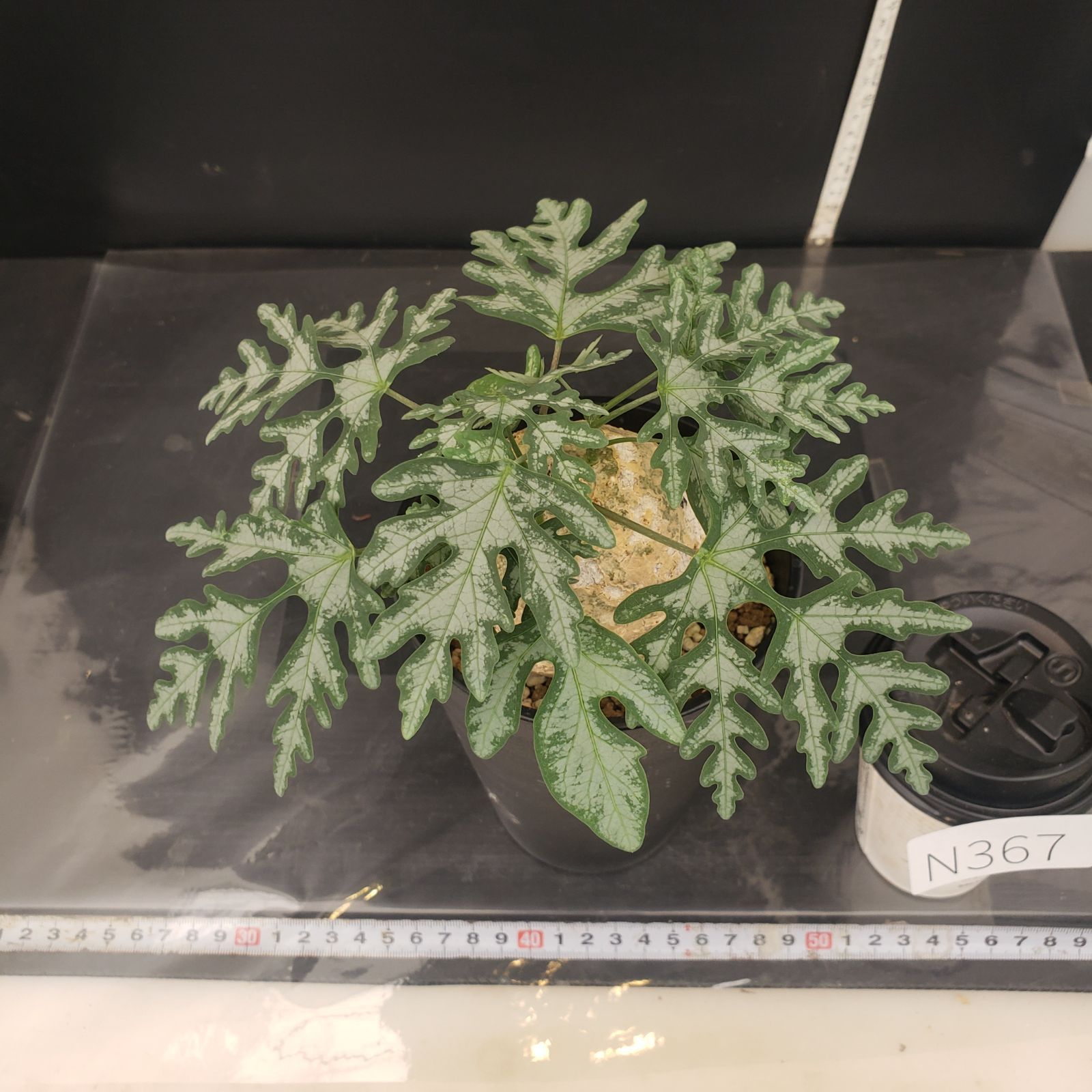 アデニア　ペリエリ　現地球 珍 丸型 アデニア ペリエリ 現地球 塊根植物 検索:パキプス