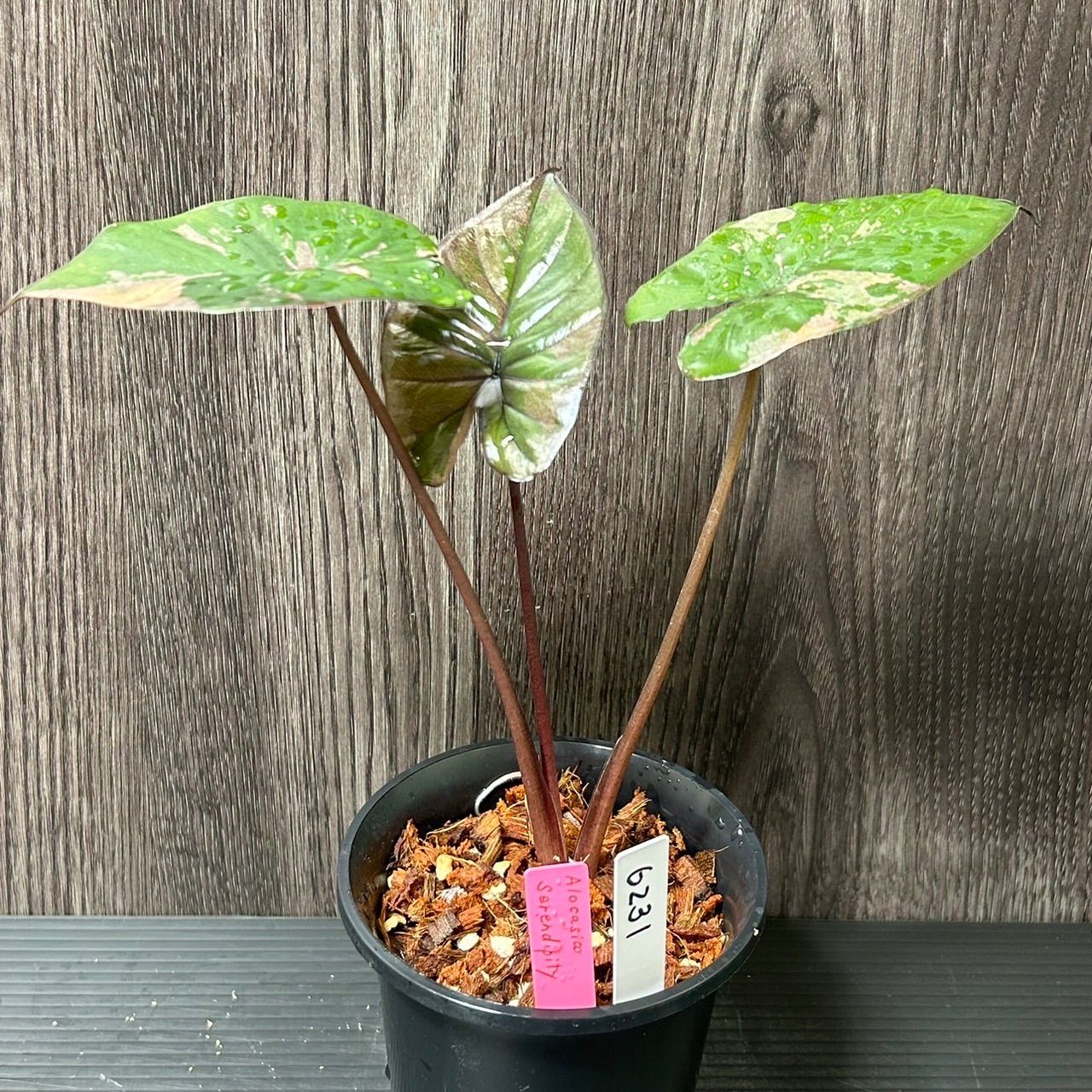 Alocasia serendipity pink variegated アロカシア セレンディピティ 