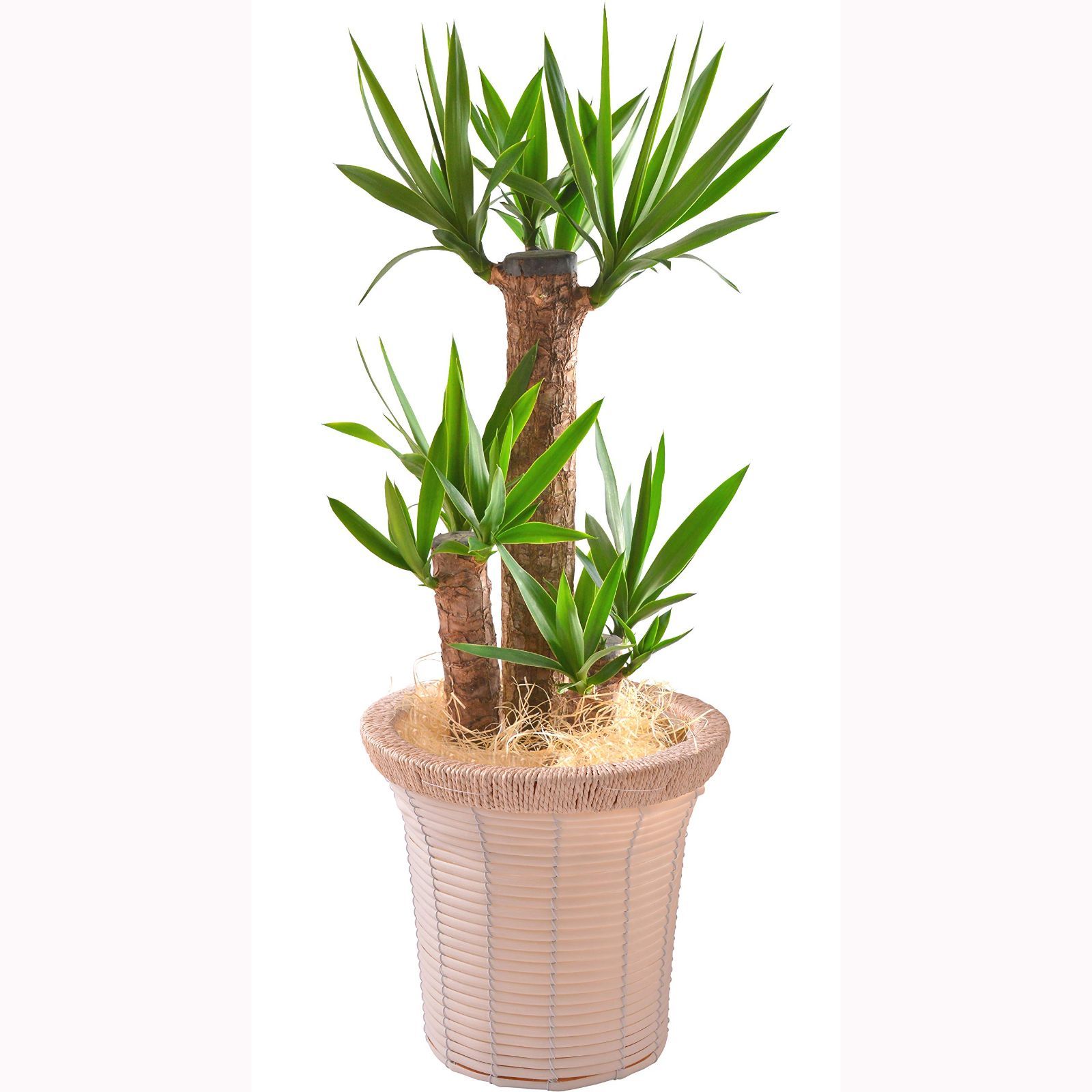 【数量限定】観葉植物 グリーン インテリアバスケット 7号鉢 ユッカ 青年の木 花のギフト社