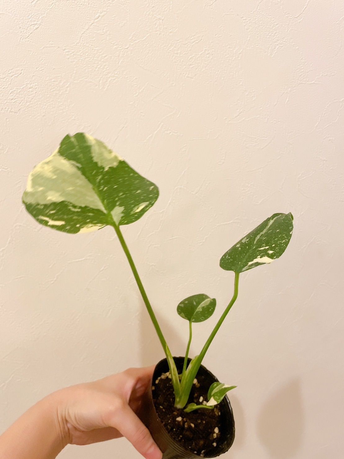 モンステラタイコンステレーションNO3 モンステラ タイコンステレーション（斑入り）3号 モンステラ