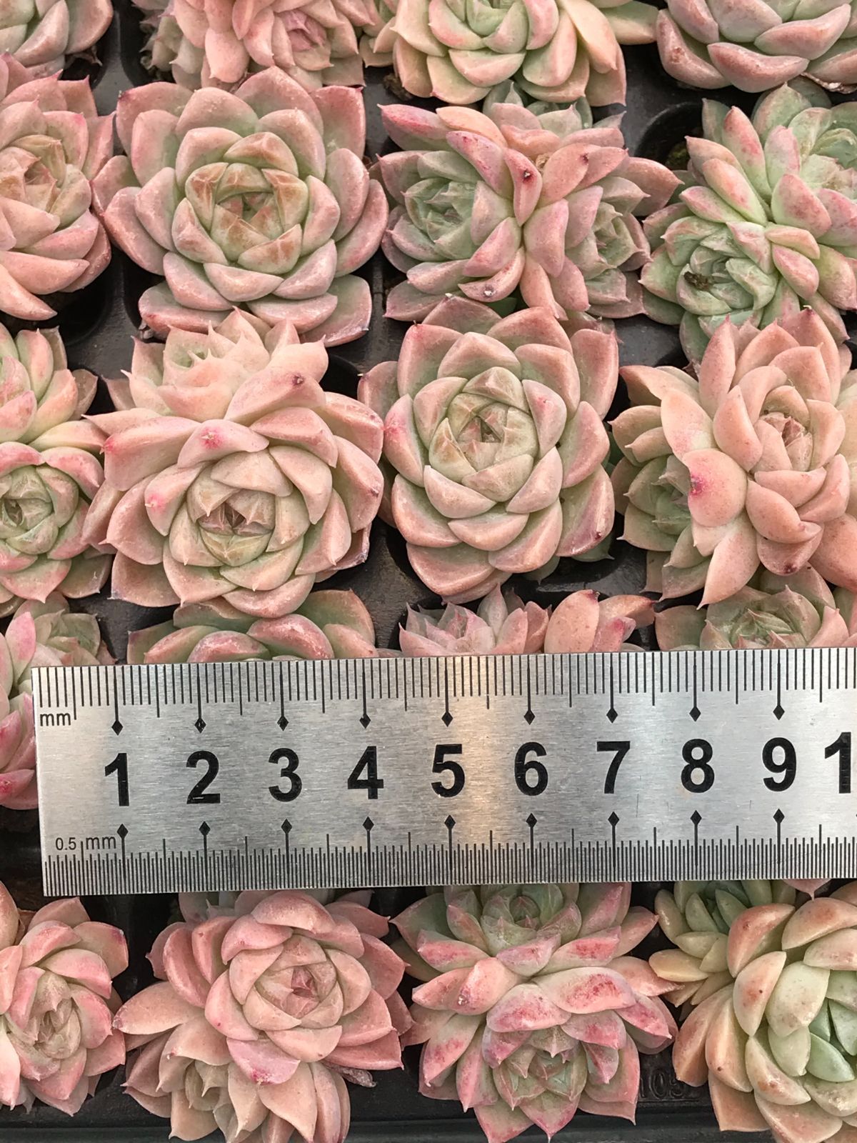 月の神 L9-1×105苗セット 多肉植物 エケベリア 韓国苗 新入荷 - メルカリ