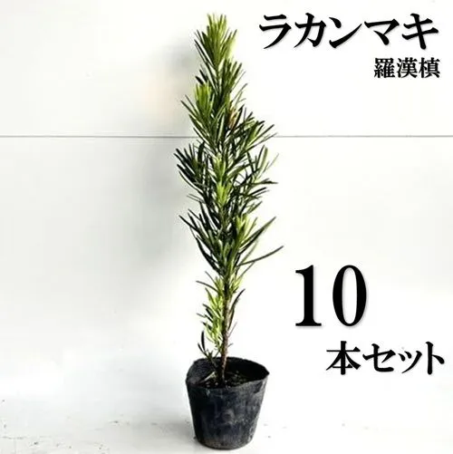 ラカンマキ（カッチョイイサイズ）インテリア用庭木 ラカンマキ（カッチョイイサイズ）インテリア用庭木