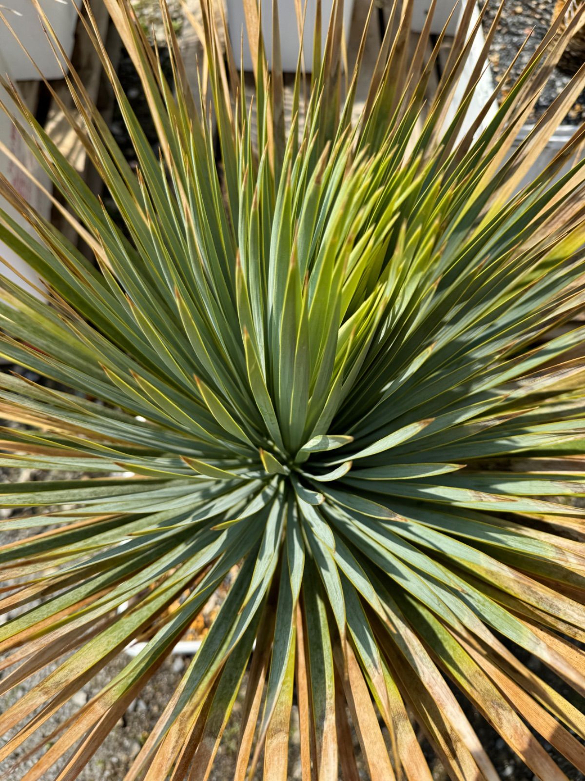 観葉植物 ユッカ ロストラータ No.39