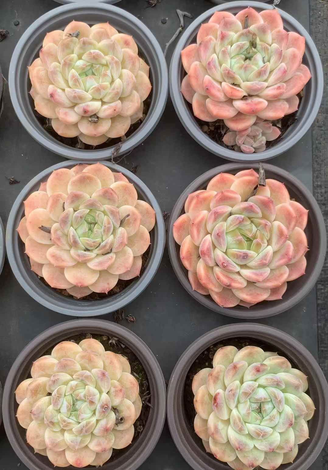 ピンクアイス 多肉植物