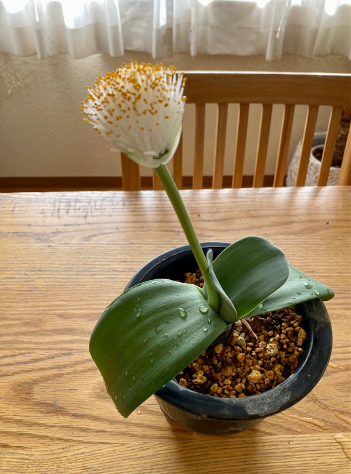 マユハケオモト (白花) ポット付 マユハケオモト：白花3.5号ポット の通販 | 園芸ネット