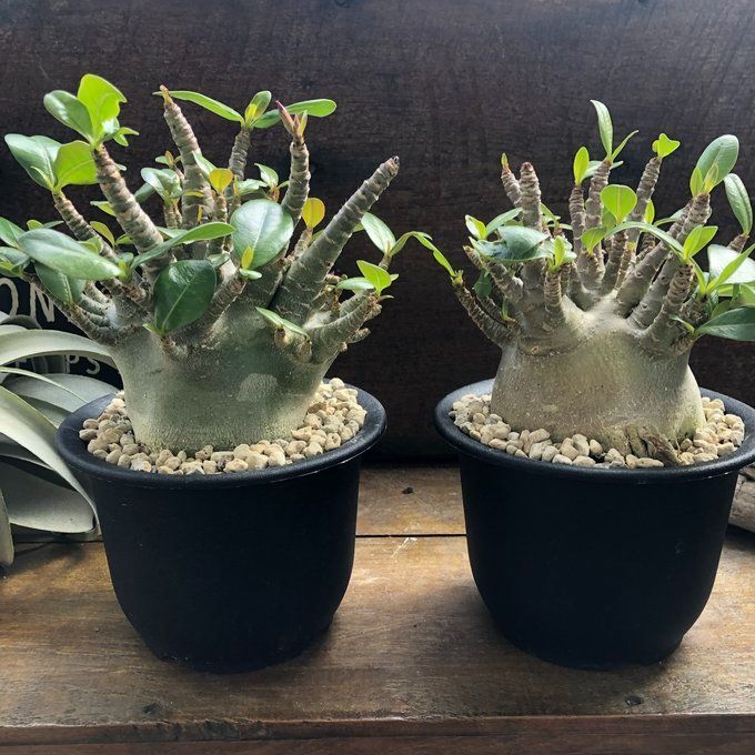 アデニウム・塊根植物　タコ足 Amazon.co.jp: アデニウム タコ足 大株 塊根植物 コーデックス