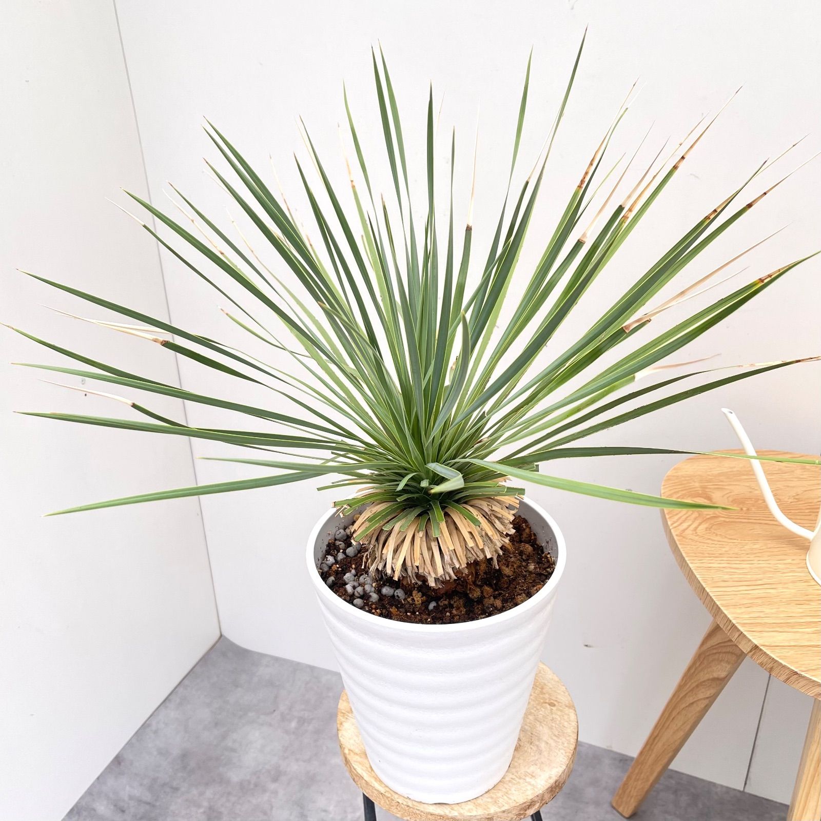 ユッカ ロストラータ サファイアスカイズ 16 現品 観葉植物 7号 WWW_GEBZETESISAT_COM_TR