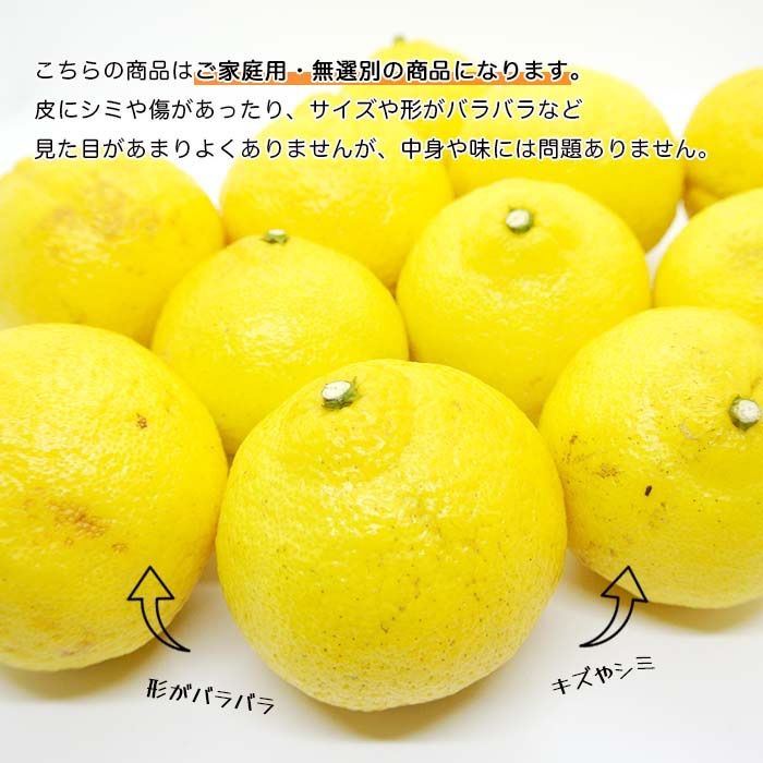 健ちゃんファームの訳ありはるか4.5kg 広島県産 樹上完熟 産地直送 S〜2L