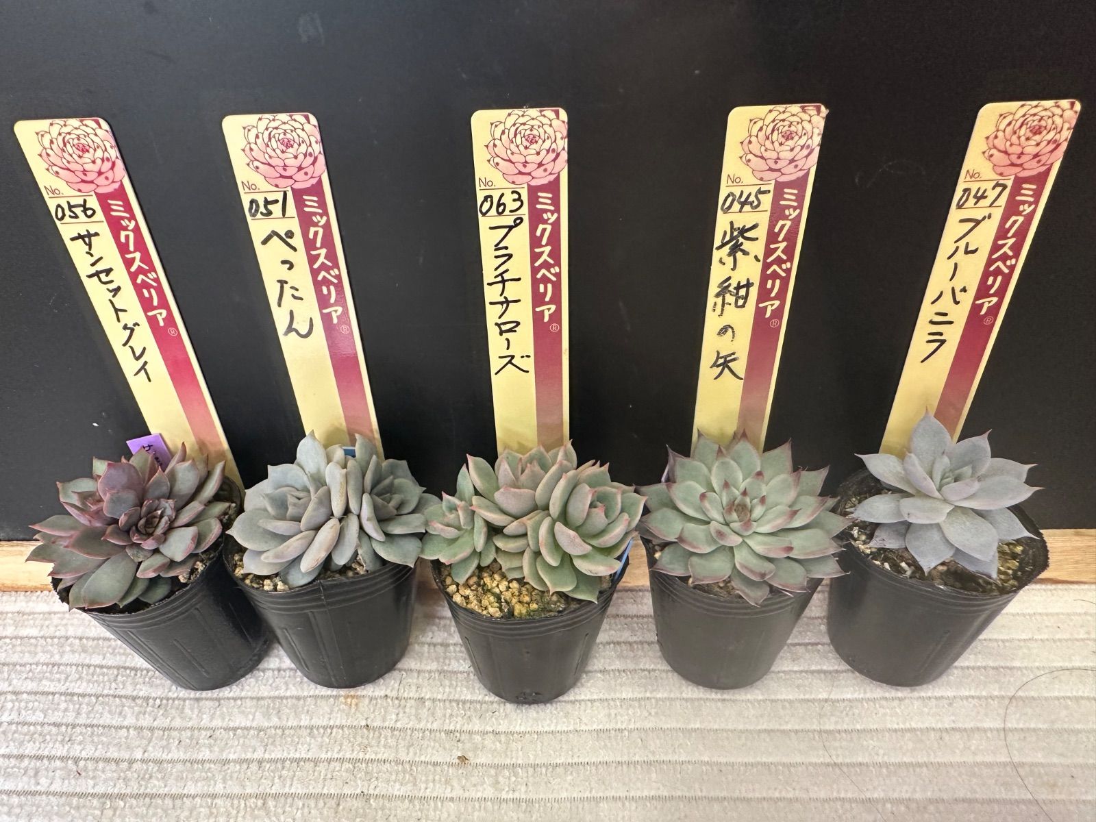 青鬼（おらいさん苗） □青鬼 おらいさん苗 エケベリア ミックスベリア