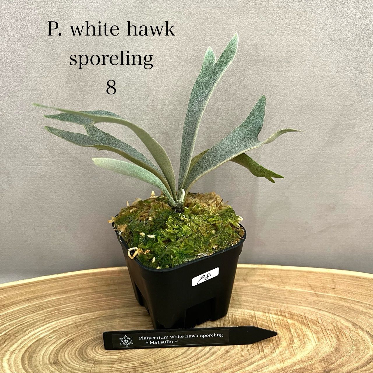 P. 'White Hawk' ホワイトホーク ビカクシダ ウィリンキー 【公式通販】