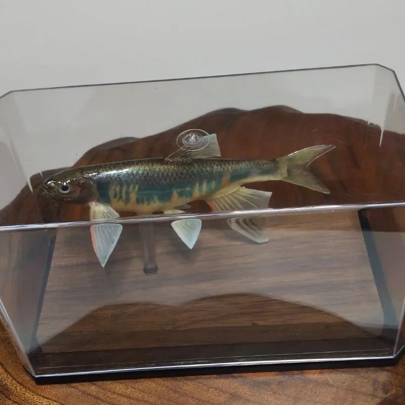 オイカワ雄の剥製 - メルカリ