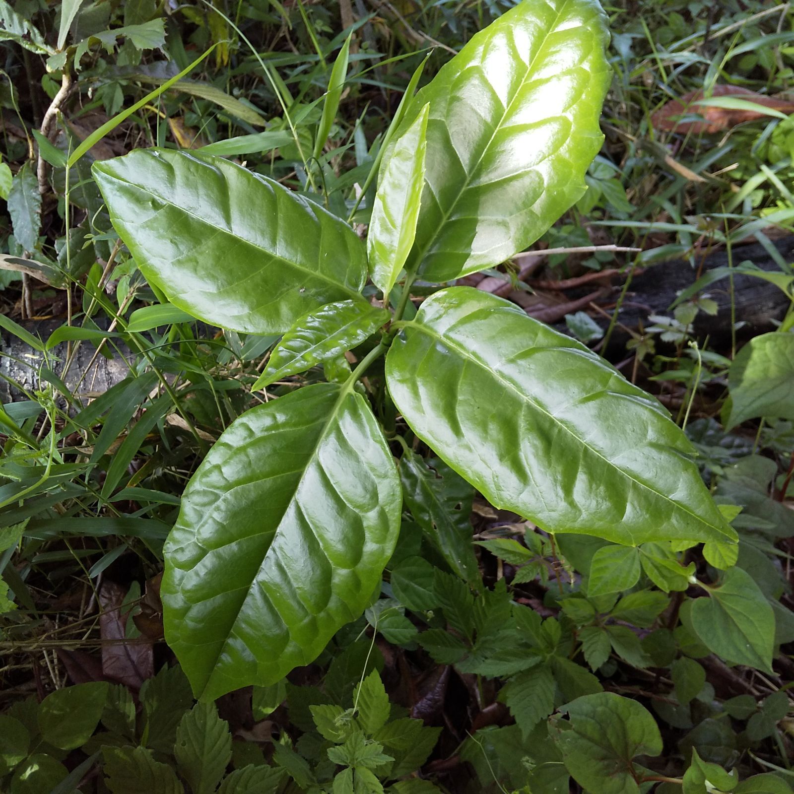 アオキの苗木 1株 天然物