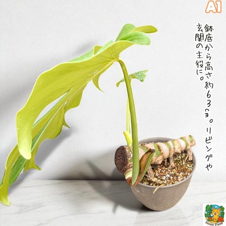 A巨大！おまけ付き！モンステラ　デリシオーサ 巨大モンステラ デリシオーサ - メルカリ
