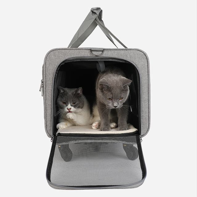 猫 小型犬