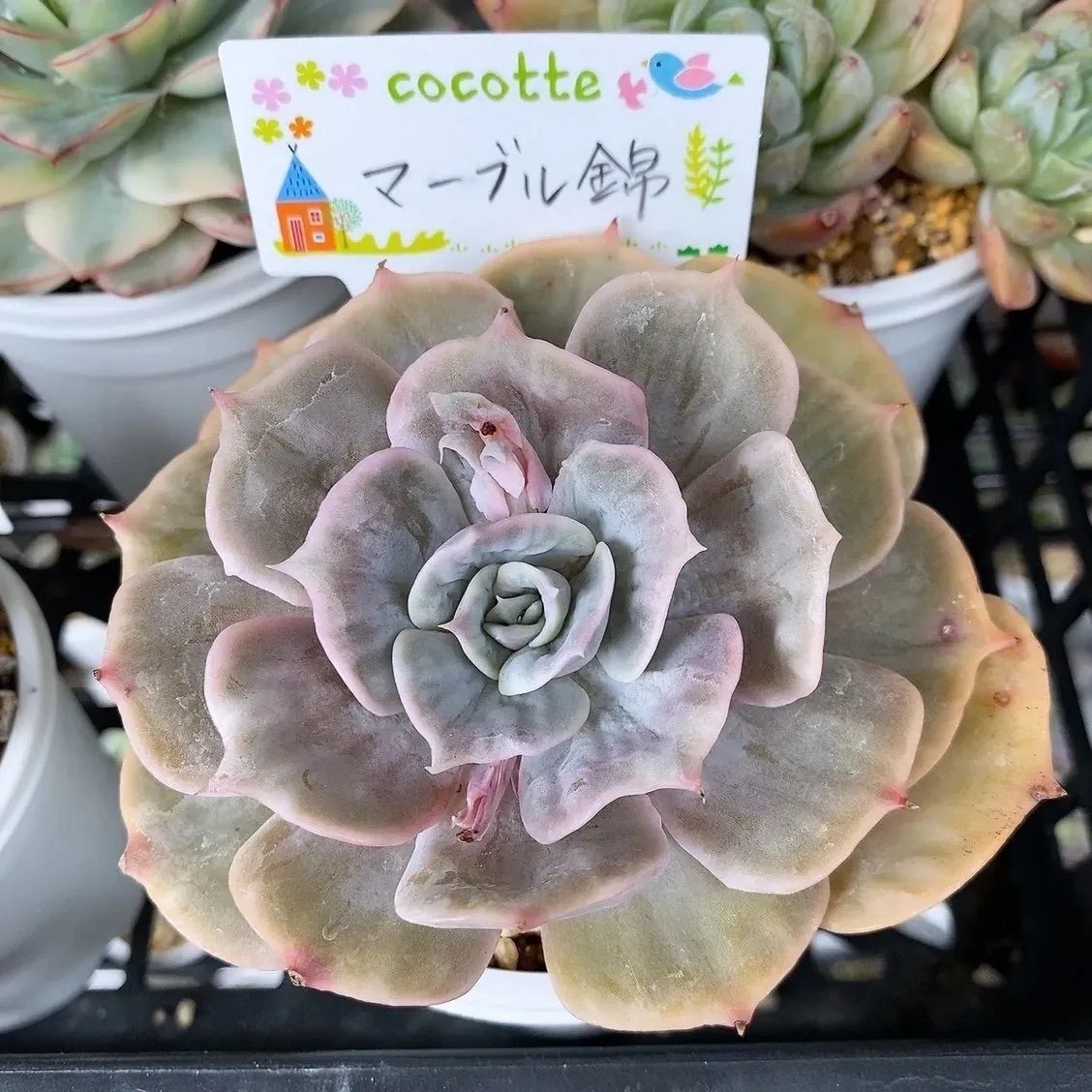 マーブル錦 多肉植物 韓国苗 大❣ 抜き苗 - cocotte多肉 - メルカリ