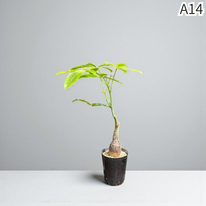 パキラムーンライトA14・枝分岐パラソル仕立て/無機質用土 パキラムーンライトA14・枝分岐パラソル仕立て/無機質用土