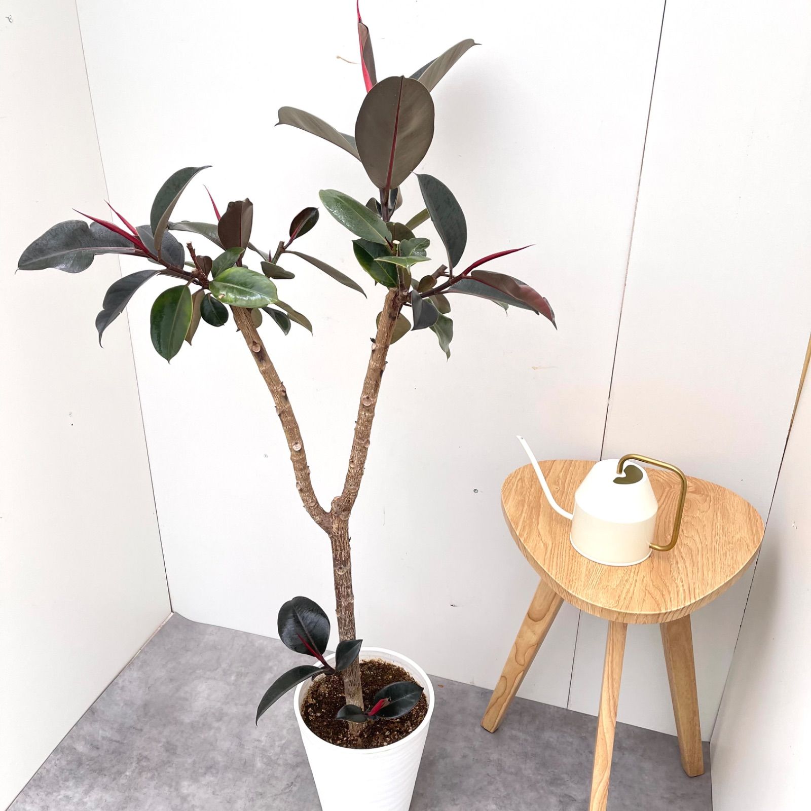 フィカス ベンガレンシス 曲がり 18【現品】観葉植物 大型 室内