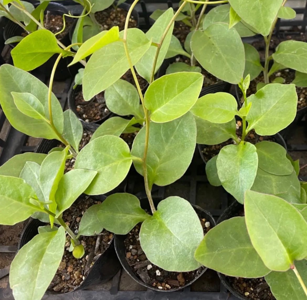 ①「 おかわかめ 」の 苗 3株【 野菜 苗 】 オカワカメ 雲南百薬 ①「 おかわかめ 」の 苗 3株【 野菜 苗 】 オカワカメ 雲南百薬