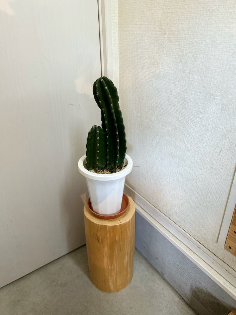 丸太２個セット
