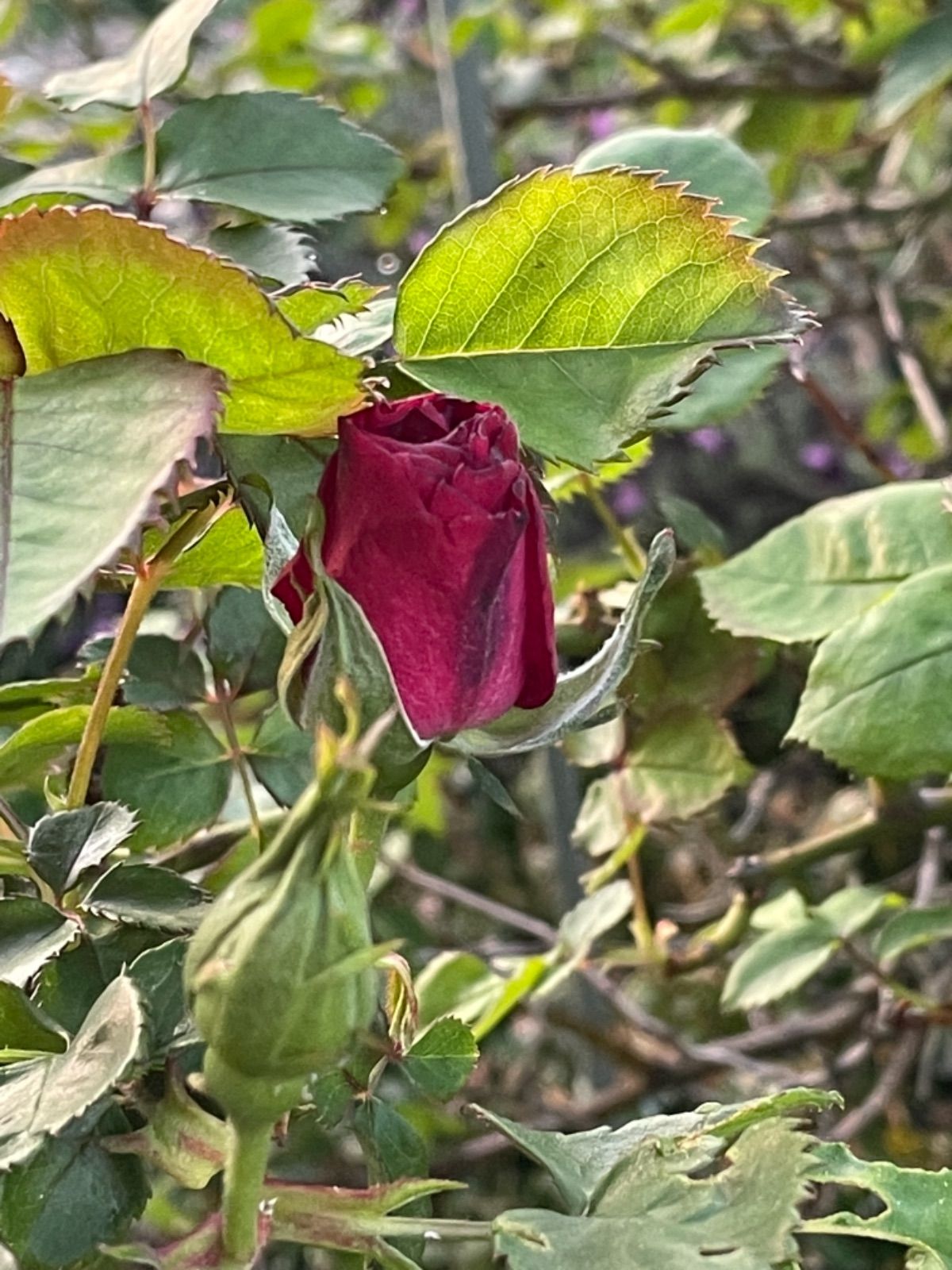 つる薔薇 挿し木 3本 芳香有り - メルカリ