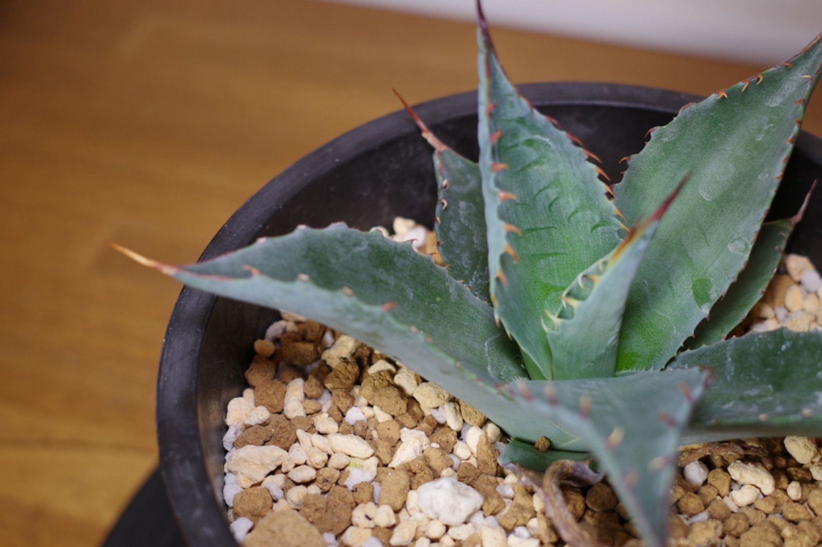 アガベ シャウィ×パラサナ ジェレミー株 連棘 美株　hidden agave アガベ シャウィ×パラサナ ジェレミー株 連棘 美株 hidden agave Agave