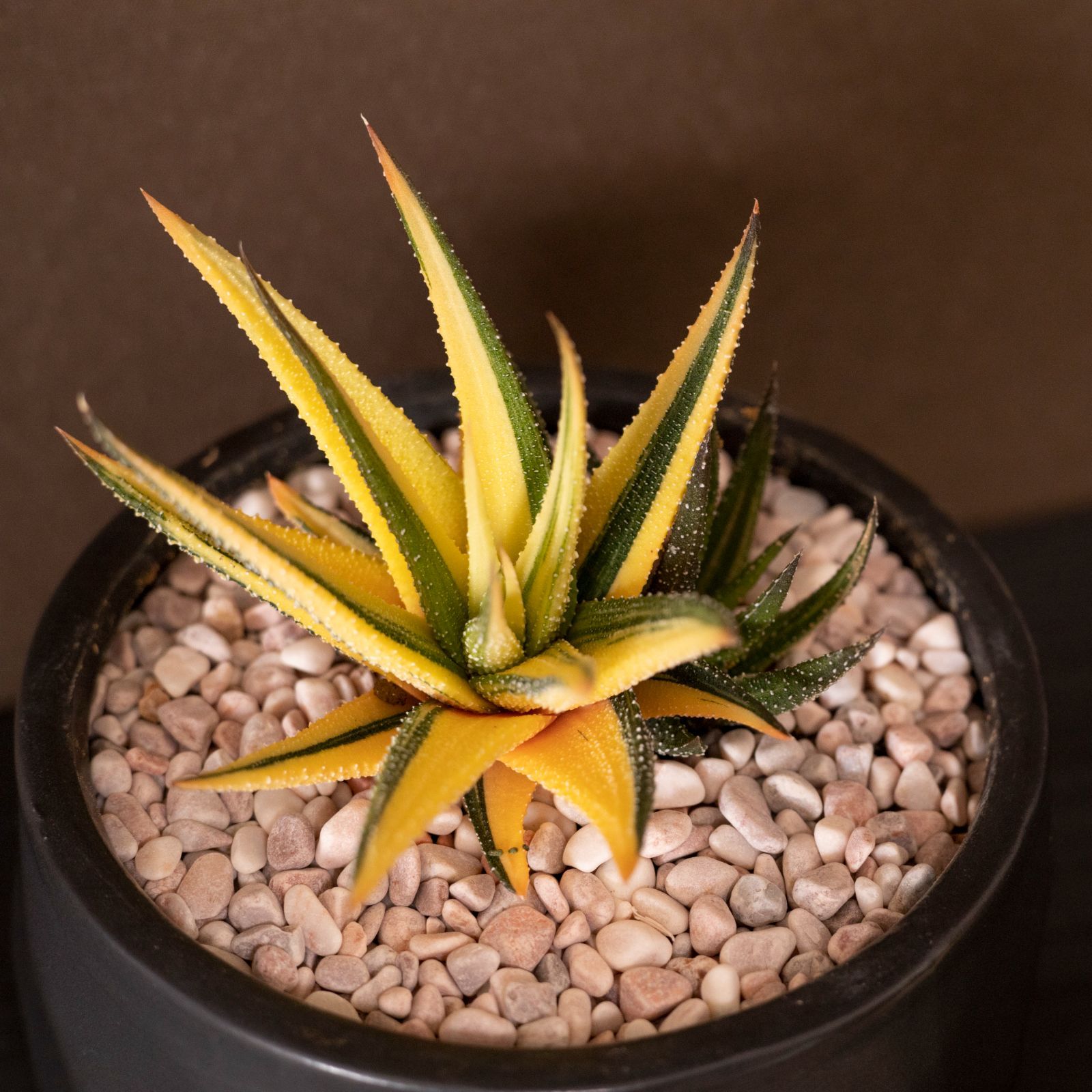 と*)様 多肉植物 ハオルチア ミラーボール錦　 糊斑　変異系 全面窓 特選　超 と*)様 多肉植物 ハオルチア ミラーボール錦 糊斑 変異系 全面窓