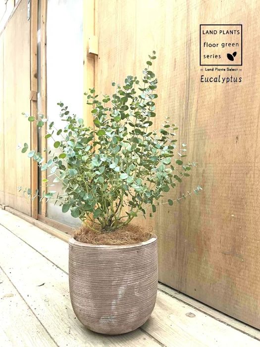 ユーカリ グニー 株立ちショート 葉形おまかせ デザインの良い テラコッタ鉢 1鉢 ココファイバー Eucalyptus