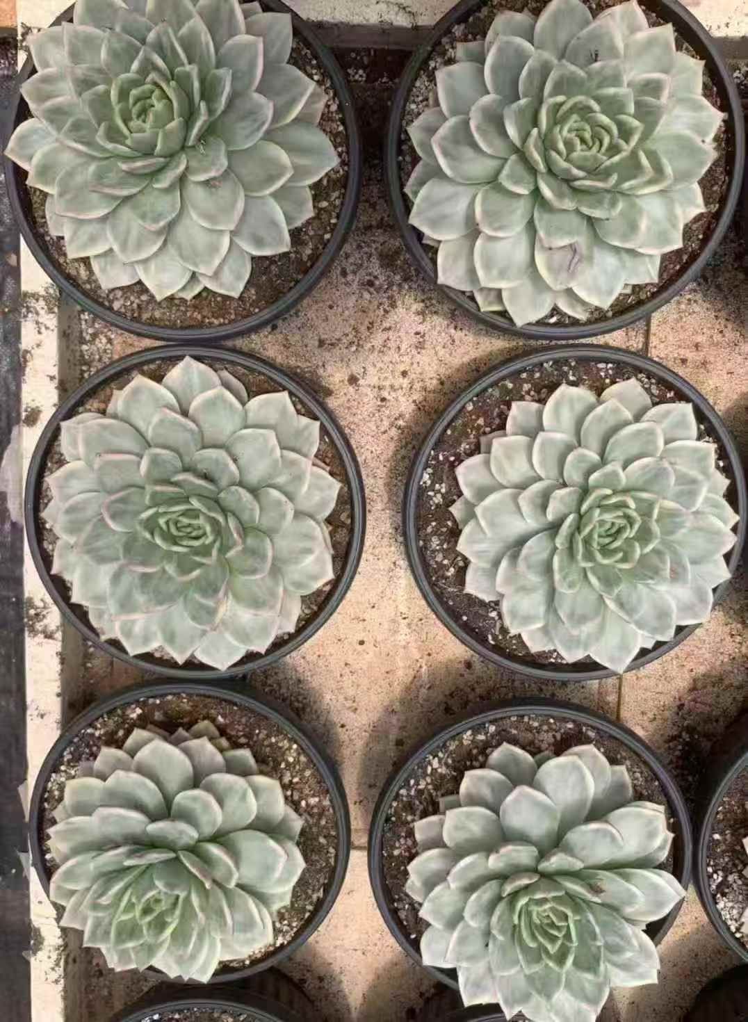 6株の抜き苗セット シャンパン錦 多肉植物 佐川急便発送 エケベリア 韓国苗 LX51 YUZUMIYA_COM