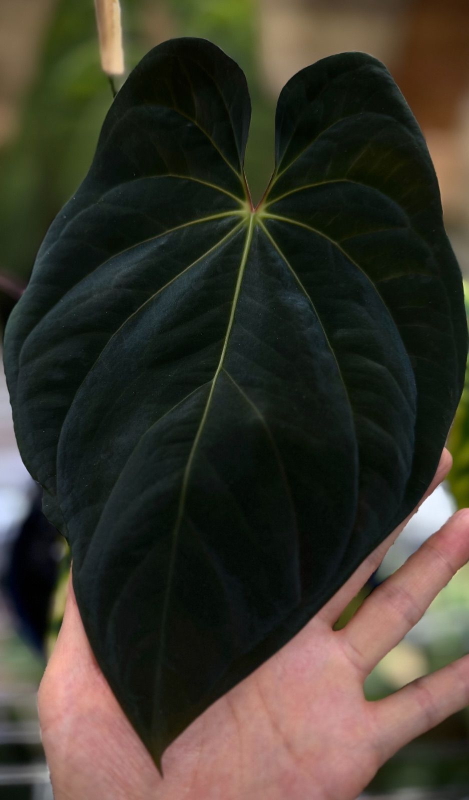 Anthuroom】Anthurium antolakii (Scott Cohen) unnumbered self