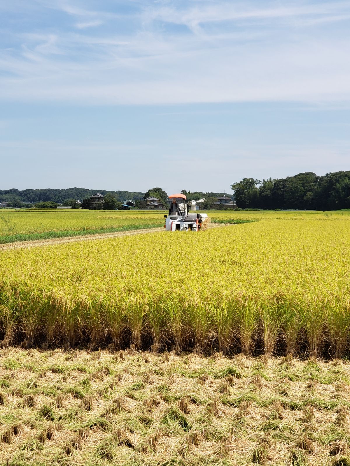 令和7年茨城県産にじのきらめき玄米30Kg にじのきらめき 一般栽培 玄米 30kg - とがしら農場