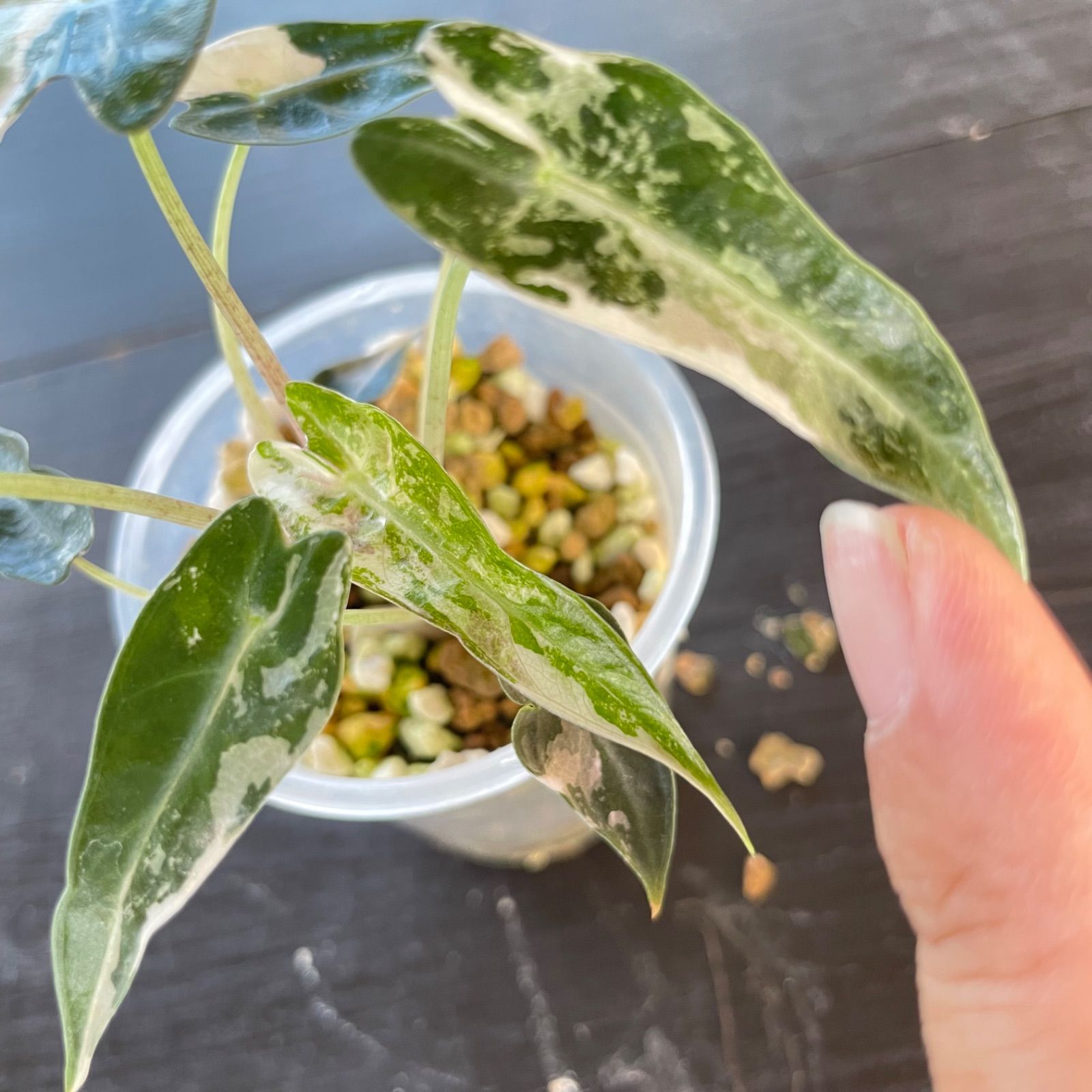 アロカシア バンビーノ ピンク斑入り Alocasia Bambino pink