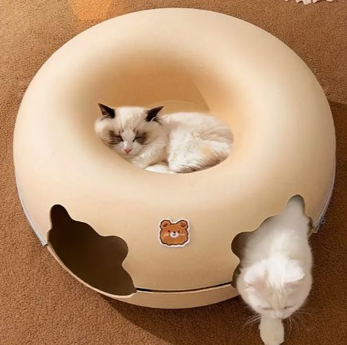 キャット