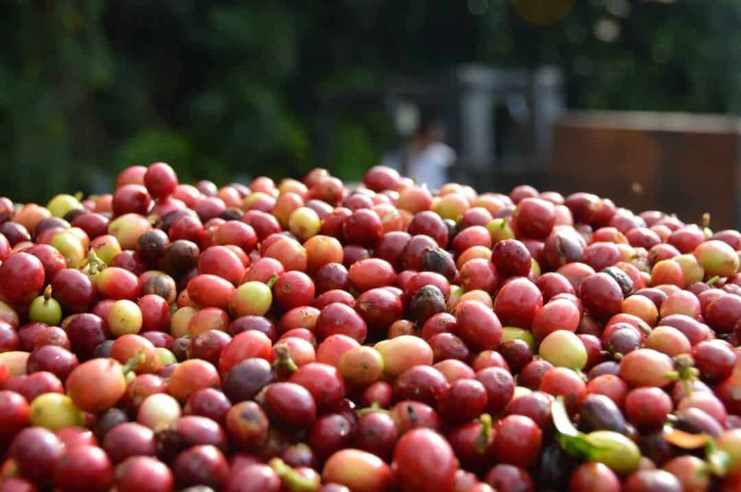 hts　正規品　ROYAL KONA coffee ロイヤル コナコーヒー　100% 　挽きタイプ 　198g 　2set　送料無料-4