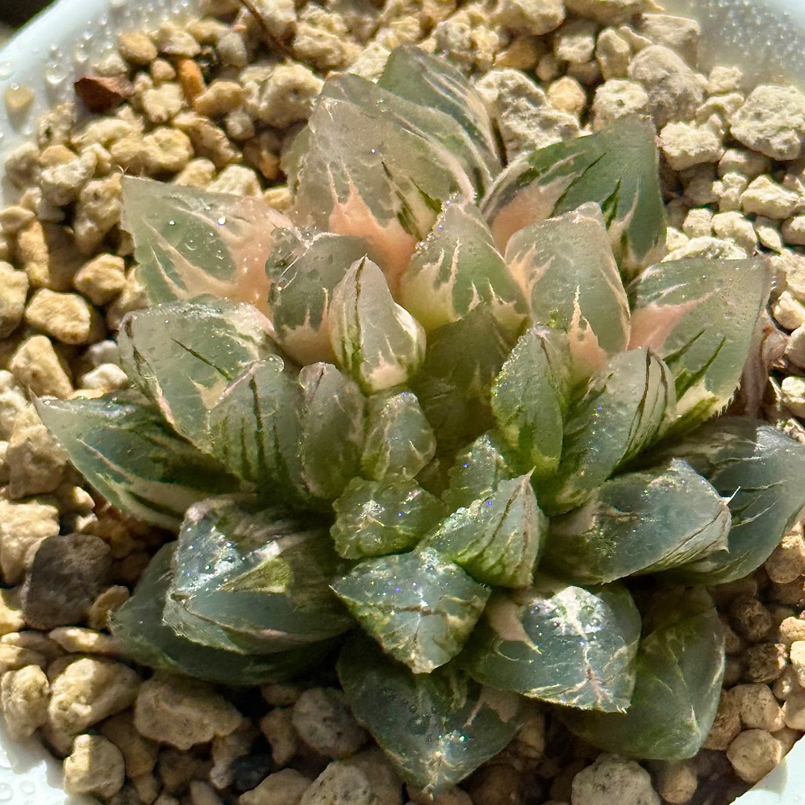 ブルーレイオブツーサH1872